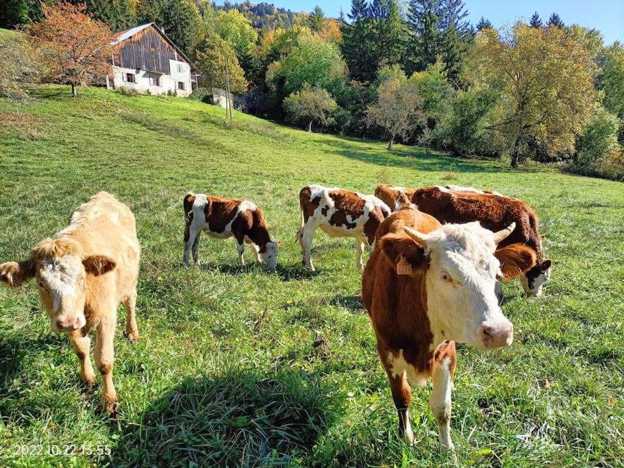 Gite Coeur De Haute-Savoie Viuz-en-Sallaz Bagian luar foto